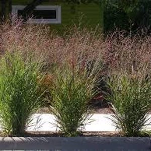 May include: Three ornamental grass plants with green foliage and reddish-brown seed heads. The plants are arranged in a row along a concrete curb, with a green house in the background.