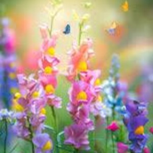 May include: A field of colorful flowers with butterflies flying above. The flowers are in shades of pink, purple, blue, and yellow.