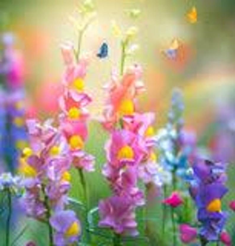 May include: A field of colorful flowers with butterflies flying above. The flowers are in shades of pink, purple, blue, and yellow.