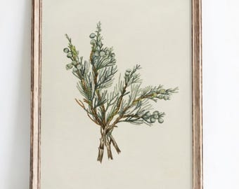 Juniper Wall Art Printable Vintage Botanical Branch Illustration Rustic Plant Print Digital Download Nature Herb Decor Earth Tone Wall Art