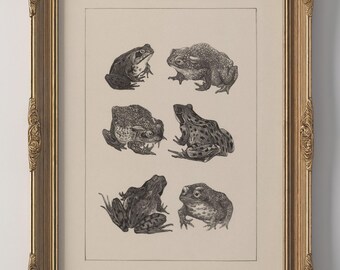 May include: A framed wall art piece featuring a cream-colored print with six detailed black and white illustrations of frogs in various poses. The artwork is enclosed in an ornate, metallic gold-colored frame with intricate embossed floral detailing.
