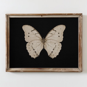 Vintage Butterfly Wall Art Dark Moody Butterfly Print Gothic Nature Wall Decor Antique Botanical Insect Art Digital Download