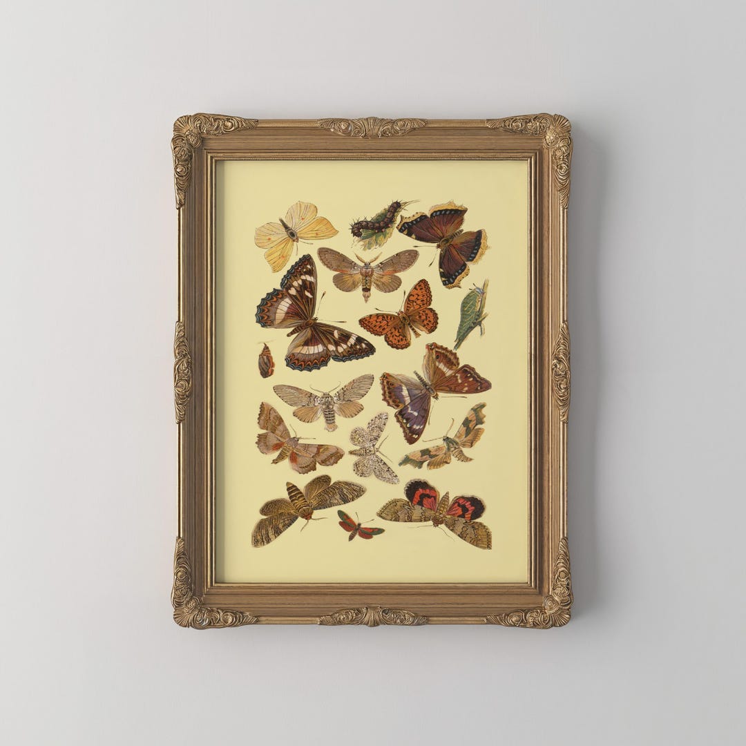 Vintage Butterfly Wall Art Botanical Antique Moth Print Earth Tone ...