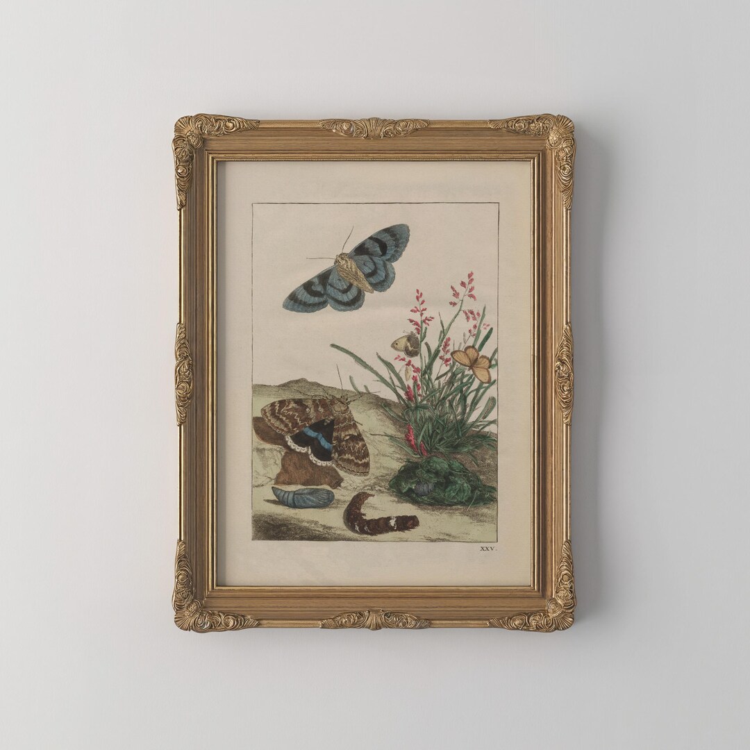 Vintage Butterfly Moth Botanical Print Blue Gray Nature Wall Art ...