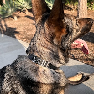 Puede incluir: Un perro pastor alem&aacute;n con un collar de cuero negro con el nombre "SAGE" en letras plateadas. El perro tiene pelaje marr&oacute;n y negro y est&aacute; jadeando con la lengua fuera. El fondo est&aacute; borroso.