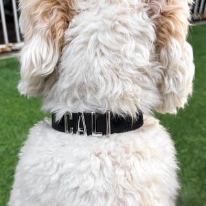 Puede incluir: Un collar negro para perro con el nombre "CALI" en letras plateadas. El perro tiene pelo blanco y marr&oacute;n. El collar est&aacute; alrededor del cuello del perro.