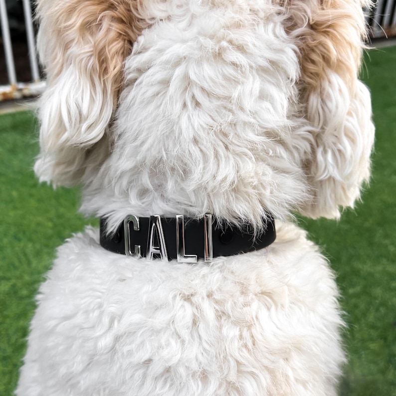Puede incluir: Un collar negro para perro con el nombre "CALI" en letras plateadas. El perro tiene pelo blanco y marr&oacute;n. El collar est&aacute; alrededor del cuello del perro.