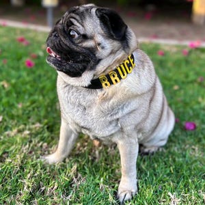 Puede incluir: Un carlino de color leonado con la cara y las orejas negras est&aacute; sentado sobre hierba verde. El perro lleva un collar negro con el nombre "BRUCE" en letras doradas. Flores rosas esparcidas en el fondo.
