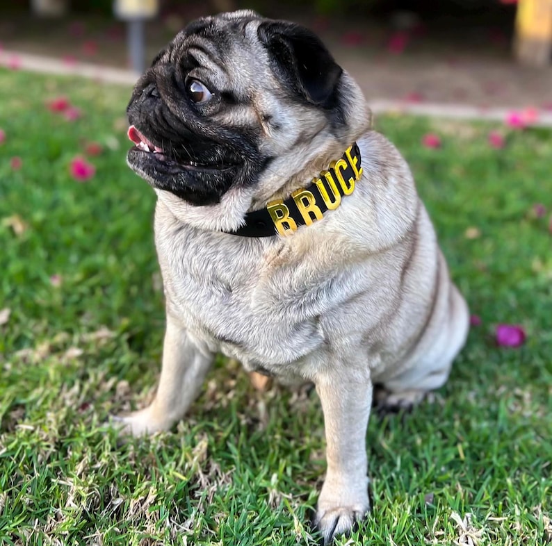 Puede incluir: Un carlino de color leonado con la cara y las orejas negras est&aacute; sentado sobre hierba verde. El perro lleva un collar negro con el nombre "BRUCE" en letras doradas. Flores rosas esparcidas en el fondo.