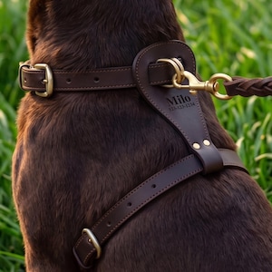 Puede incluir: Un arnés para perro de cuero marrón oscuro con herrajes de latón, que presenta una placa pectoral grabada con el nombre Milo y un número de teléfono. El arnés incluye correas ajustables con hebillas metálicas y una correa trenzada a juego.