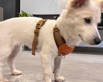 Arnés y correa personalizados para perros, regalo personalizado para tu mascota.