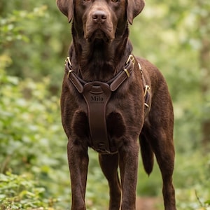 May include: A chocolate Labrador Retriever wearing a dark brown leather dog harness with gold-toned metal buckles. The chest piece of the harness is embossed with the name Milo and a phone number, 123-123-1234, centered on the front panel.