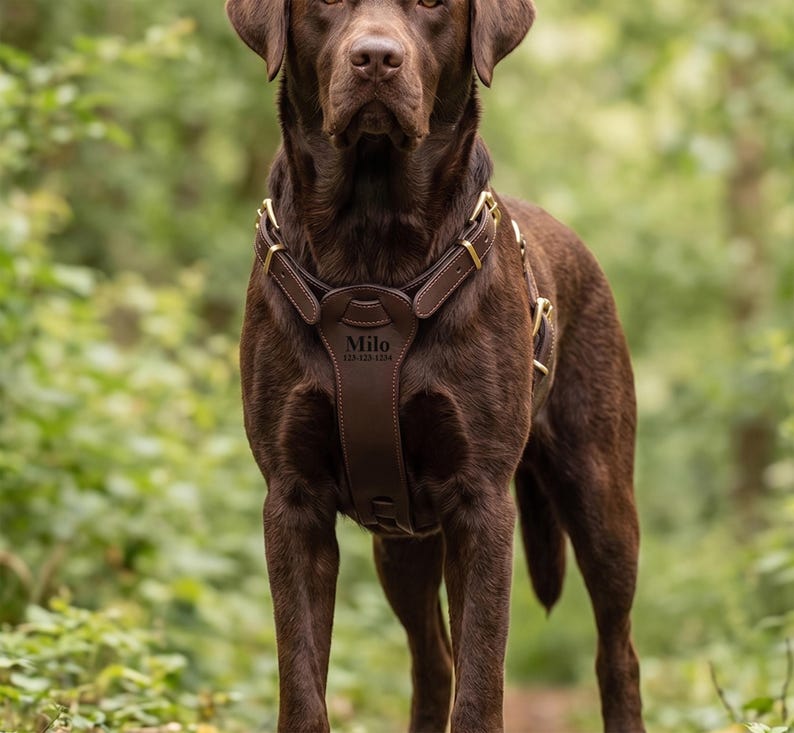 May include: A chocolate Labrador Retriever wearing a dark brown leather dog harness with gold-toned metal buckles. The chest piece of the harness is embossed with the name Milo and a phone number, 123-123-1234, centered on the front panel.