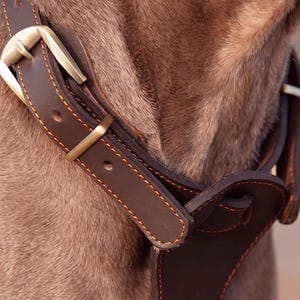 May include: A dark brown leather collar with visible orange stitching and a brushed brass metal buckle. The collar features a sturdy strap design with a metal loop for adjustment, secured around the neck of a brown-furred animal.