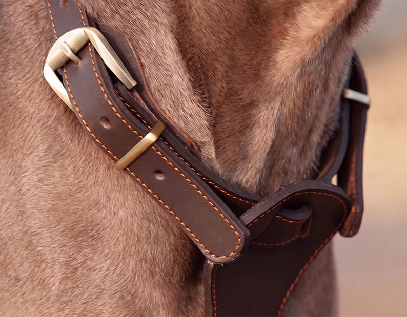 May include: A dark brown leather collar with visible orange stitching and a brushed brass metal buckle. The collar features a sturdy strap design with a metal loop for adjustment, secured around the neck of a brown-furred animal.