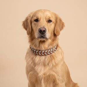 May include: A golden retriever dog wearing a braided collar made of brown leather and light blue cord. The collar features a thick, woven design that wraps around the neck, secured with a metallic buckle, contrasting with the dog's golden fur.