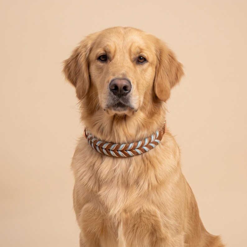 May include: A golden retriever dog wearing a braided collar made of brown leather and light blue cord. The collar features a thick, woven design that wraps around the neck, secured with a metallic buckle, contrasting with the dog's golden fur.
