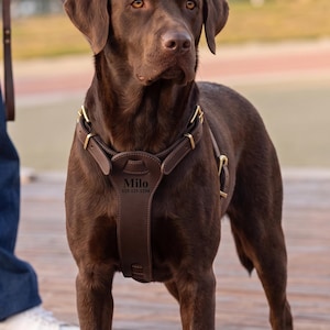 May include: A chocolate Labrador Retriever wearing a dark brown leather dog harness with brass hardware. The chest piece of the harness is engraved with the name Milo and the phone number 123-123-1234 in a clear, dark, sans-serif font.