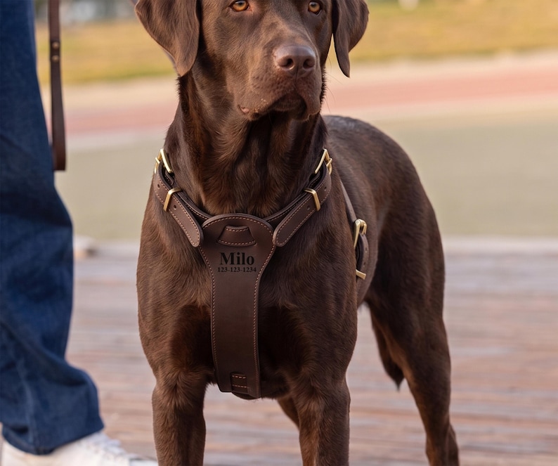 May include: A chocolate Labrador Retriever wearing a dark brown leather dog harness with brass hardware. The chest piece of the harness is engraved with the name Milo and the phone number 123-123-1234 in a clear, dark, sans-serif font.