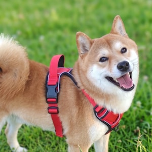 May include: A Shiba Inu dog with a tan and white coat wearing a bright red dog harness. The harness features black plastic buckles, adjustable nylon straps, and reflective grey piping along the edges of the chest and back sections.