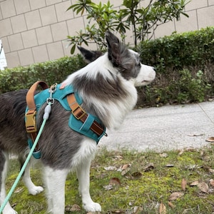 Personalized Reflective Pet Harness: No-Pull Dog Collar, Custom Name