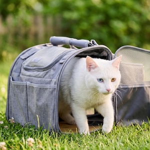 May include: A grey fabric pet carrier with a top handle, mesh ventilation panels, and multiple exterior pockets. A white cat with one blue eye and one amber eye is stepping out of the open front door of the carrier, which is placed on green grass.