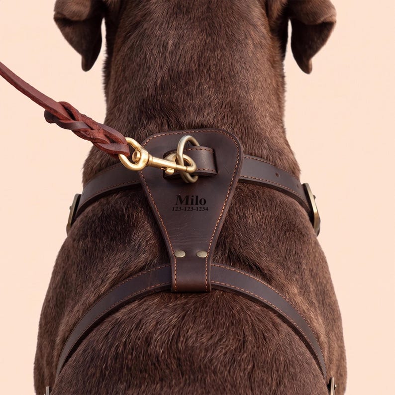 May include: A dark brown leather dog harness with a matching braided leather leash attached to a brass D-ring. The harness features a central leather panel embossed with the name Milo and the phone number 123-123-1234, secured with brass rivets.
