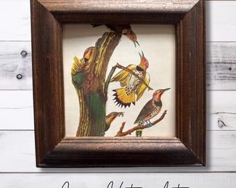 Huge Vintage Art 1940s 1950s Cecil Golding Bird Print, Lithograph