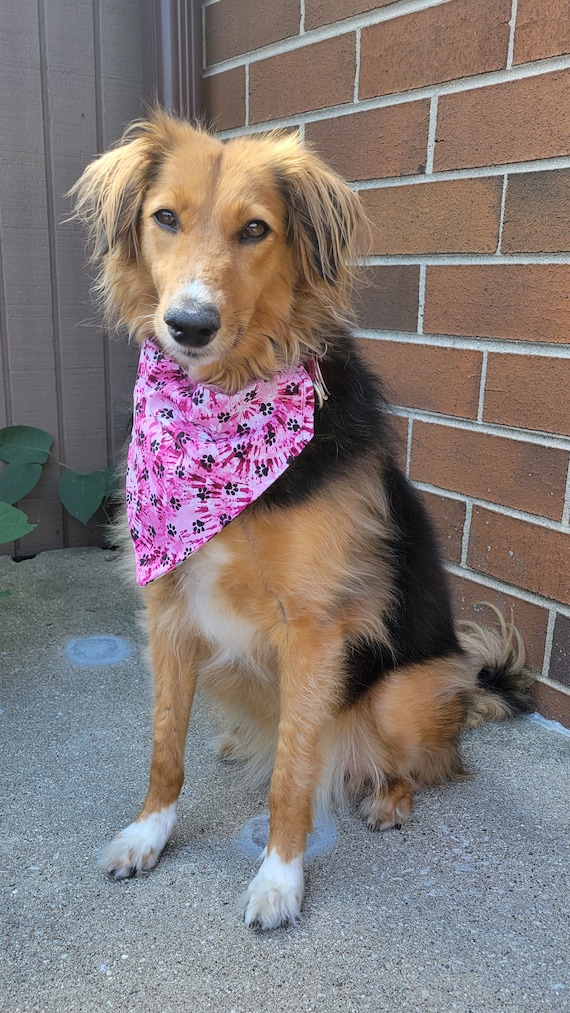 Pokemon top dog bandana