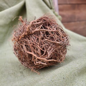 Pode incluir: Uma bola esférica de raízes secas marrons com uma textura emaranhada e fibrosa. Está sobre um tecido verde claro. O fundo é uma superfície de madeira desfocada.
