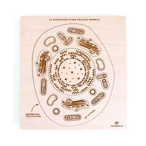 Op de afbeelding: Houten puzzel met de structuur van een dierlijke cel. De puzzel heeft lasergeëtste details van celcomponenten, waaronder het membraan, het cytoplasma en verschillende organellen. Tekst in het Frans: "LA STRUCTURE D'UNE CELLULE ANIMALE", "MEMBRANE CELLULAIRE", en "LE CYTOPL".