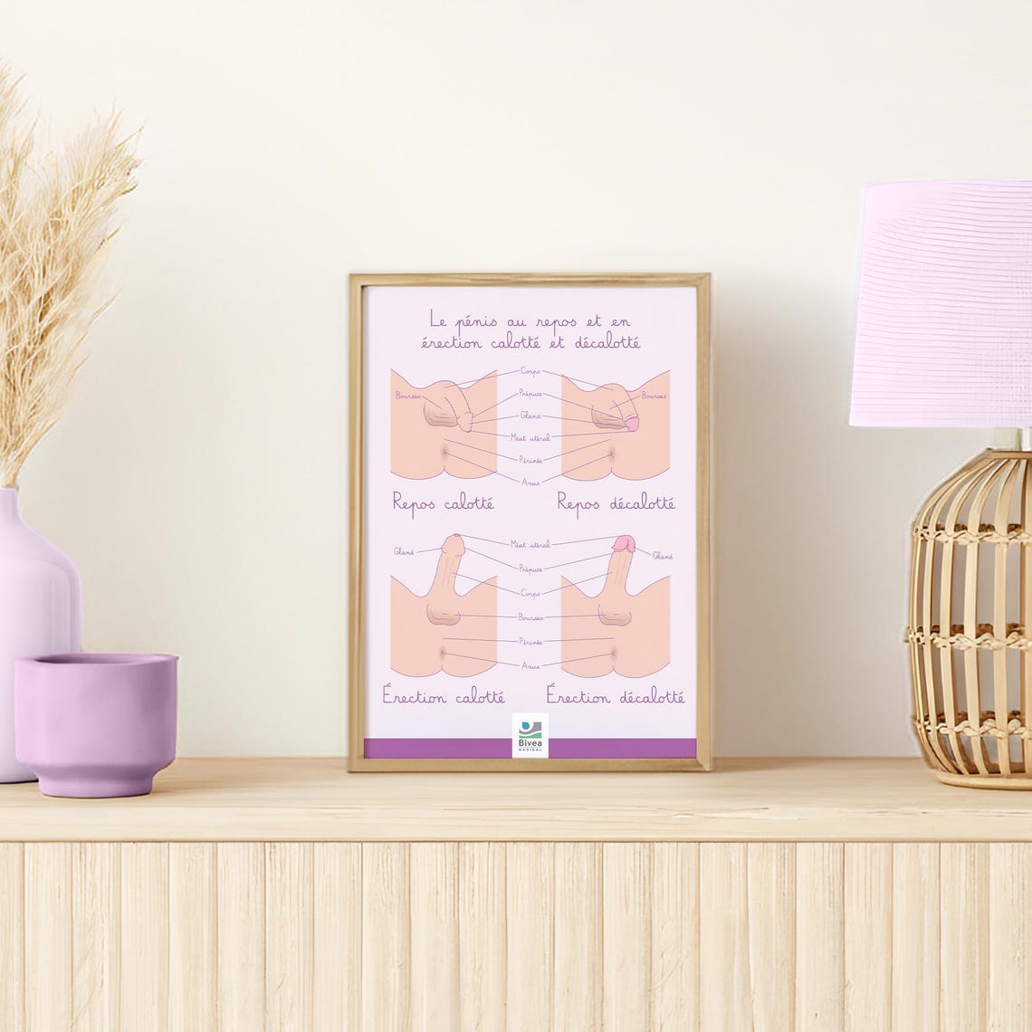 anatomical-poster-penis-with-and-without-foreskin-educational