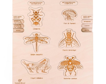 Educational Wooden Puzzle - Insect Development Stages II