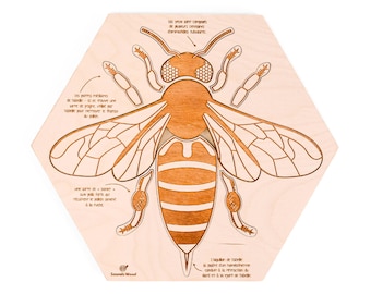 Educational wooden puzzle - The anatomy of the bee