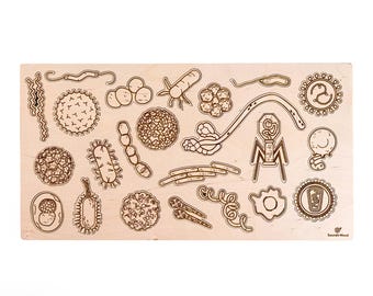 Educational wooden puzzle - The microbes responsible for diseases