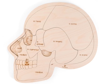 Educational wooden puzzle - The anatomy of the head