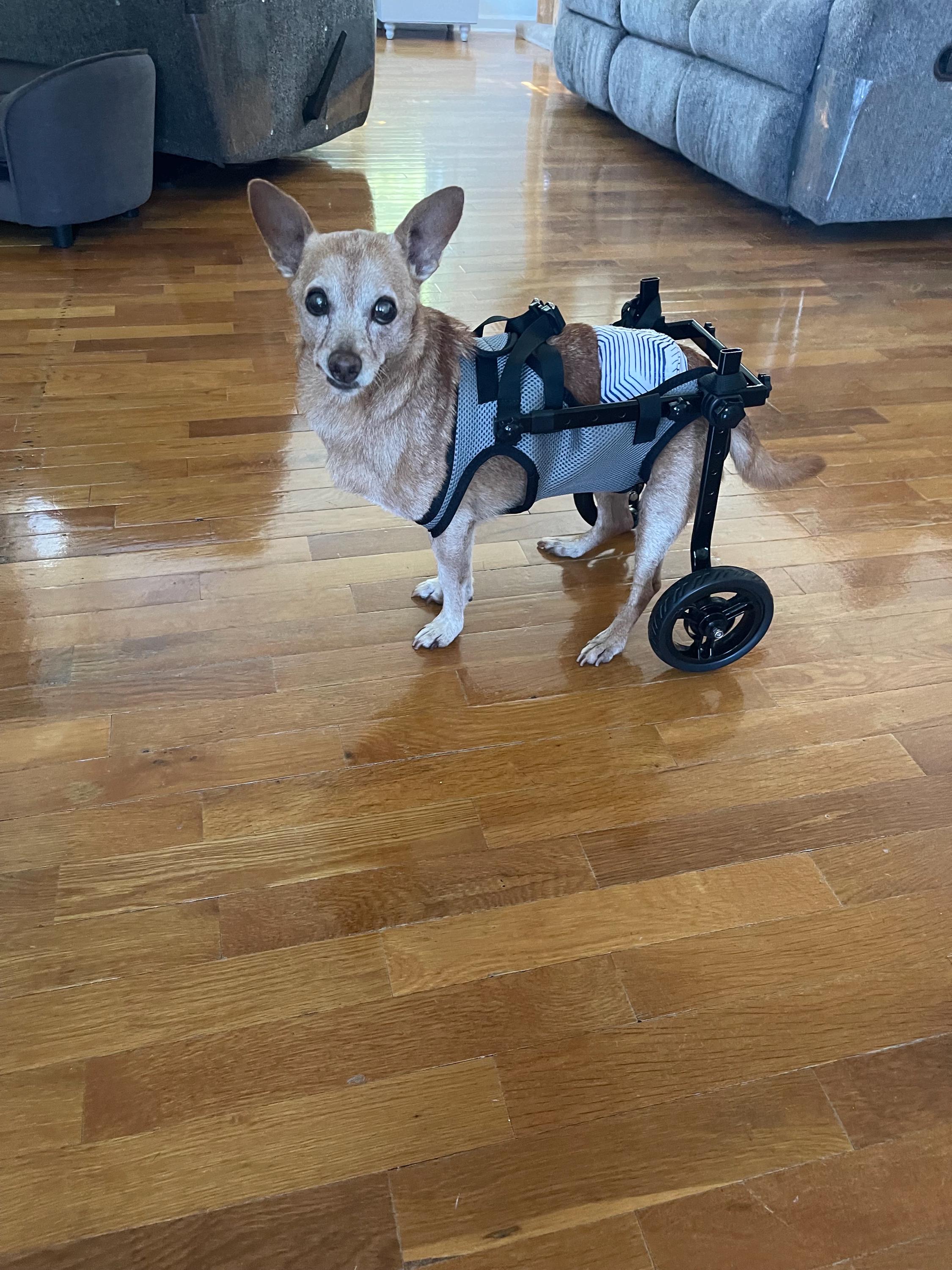 Vecomfy Bauchbänder Für Männliche Hunde – 5 Stück, Größe S, Waschbar & Auslaufsicher Mit Mikrofaser-Pad