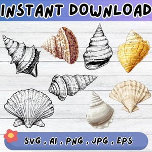 Seashell SVG bundle, Seashell Clipart Design, Cut Files For Decal, Sublimation Vector for Wall Art Decor, Png