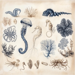 Vintage Ocean Life Illustration Digital Download – Seahorse, Jellyfish & Coral Natural History Print, Antique Sea Creature Wall Art