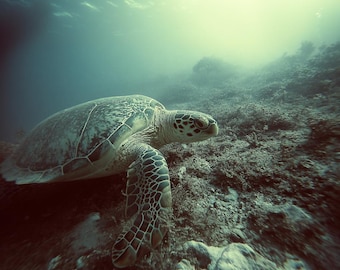 Sea Turtle Underwater Photography Print: Ocean Wildlife Wall Art (Digital Download)