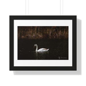 Elegant Swan Framed Horizontal Poster | Wall Art for Home Décor