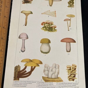American edible mushrooms book page art 9 1/2 x 6 1/2. Vintage image removed from torn up book.