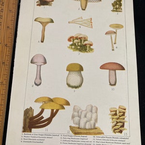 American edible mushrooms book page art 9 1/2 x 6 1/2. Vintage image removed from torn up book. image 1