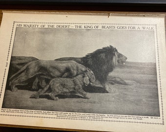 The King of Beasts circa 1912 book page print 6 1/2 x 10 . No books were destroyed to make this listing. Damaged book salvaged.