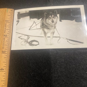 Alaskan mush dog Iditarod photo vintage