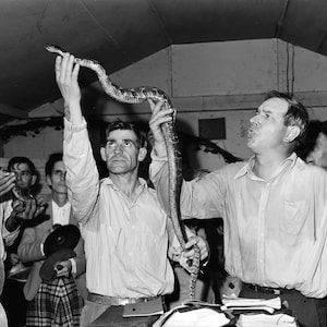 May include: A group of people gathered around a man holding a snake. The man is holding the snake up in the air, and the people are looking at it with interest. The snake is brown and black and has a long, slender body. The people are all wearing casual clothing and are standing in a room with a wooden floor.