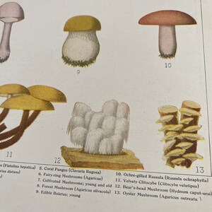 American edible mushrooms book page art 9 1/2 x 6 1/2. Vintage image removed from torn up book. image 4