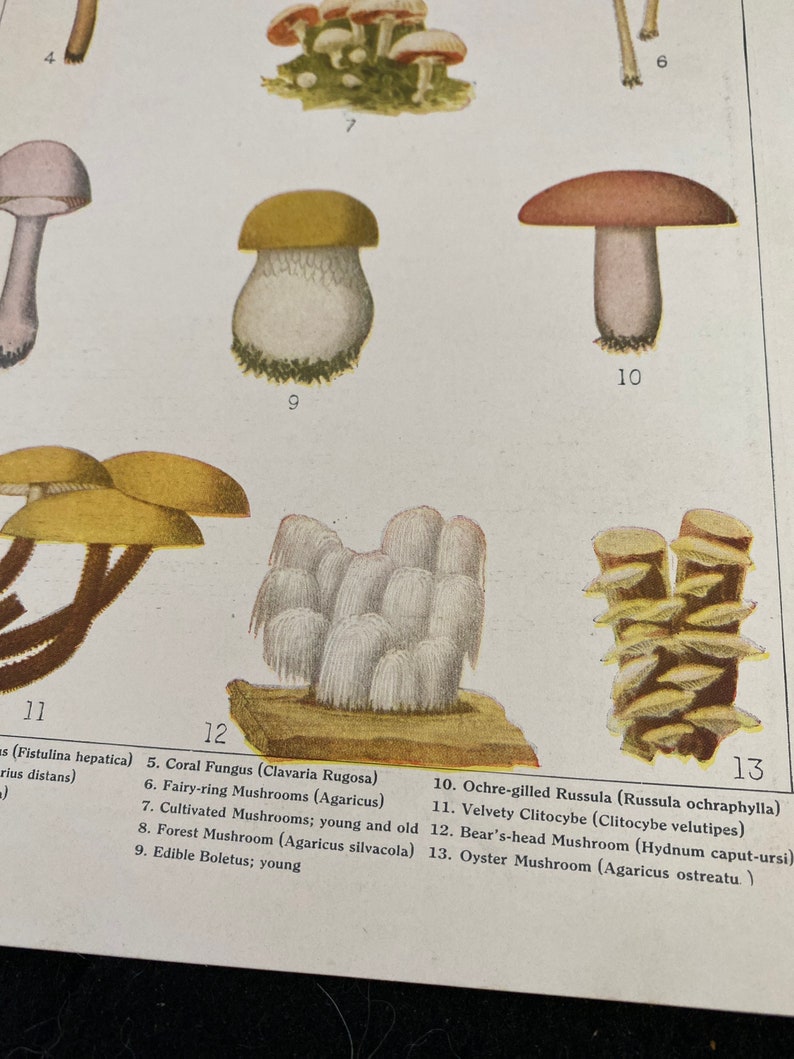 American edible mushrooms book page art 9 1/2 x 6 1/2. Vintage image removed from torn up book. image 4