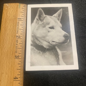 Alaskan mushing dog photo