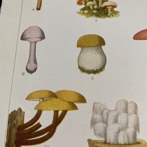 American edible mushrooms book page art 9 1/2 x 6 1/2. Vintage image removed from torn up book. image 3